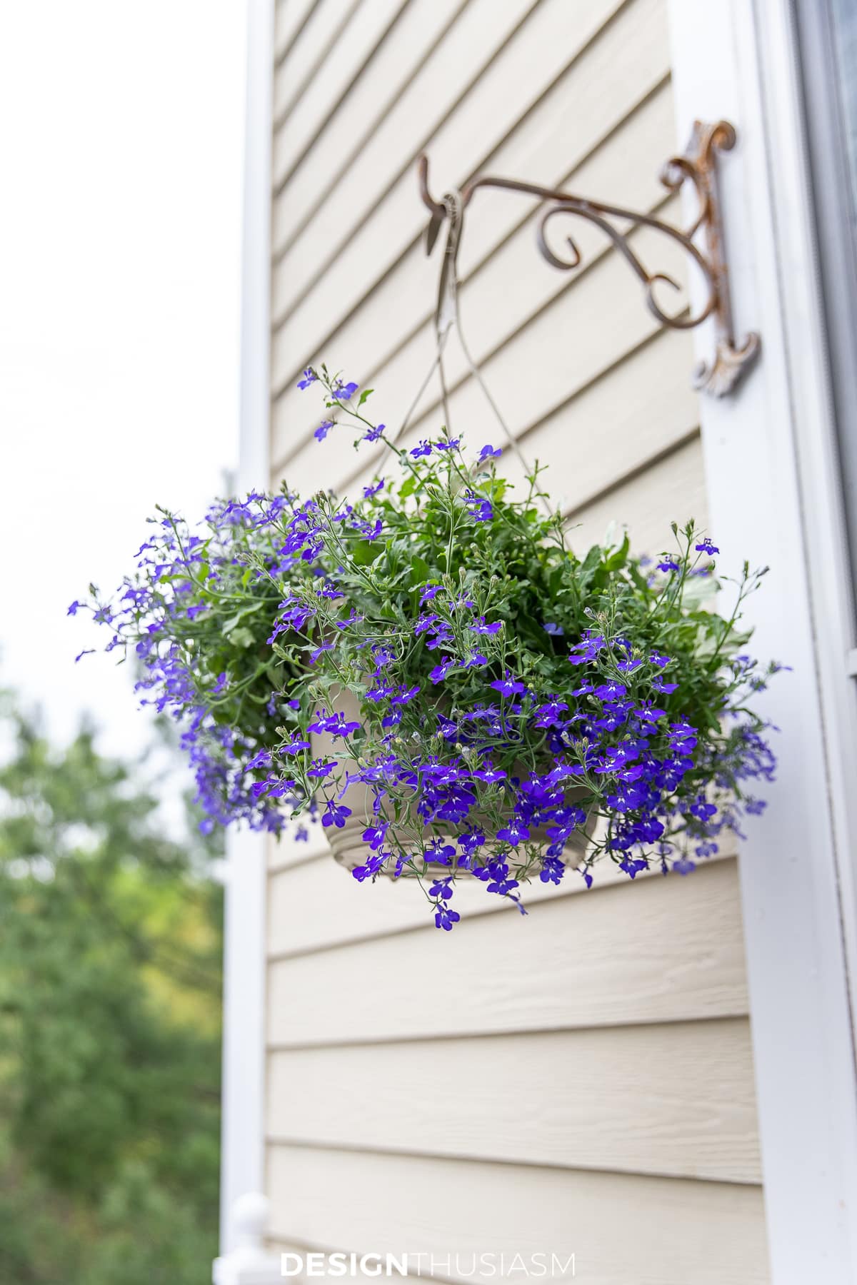 patio decor hanging plants