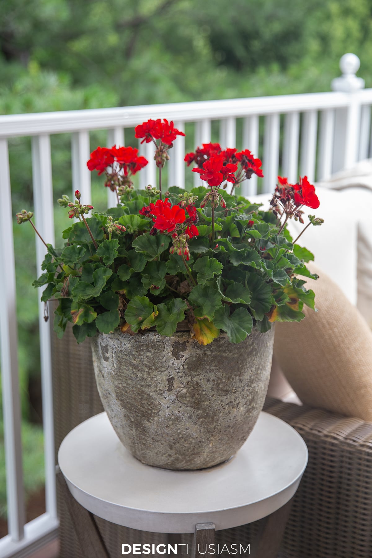 red geraniums ina distressed planter