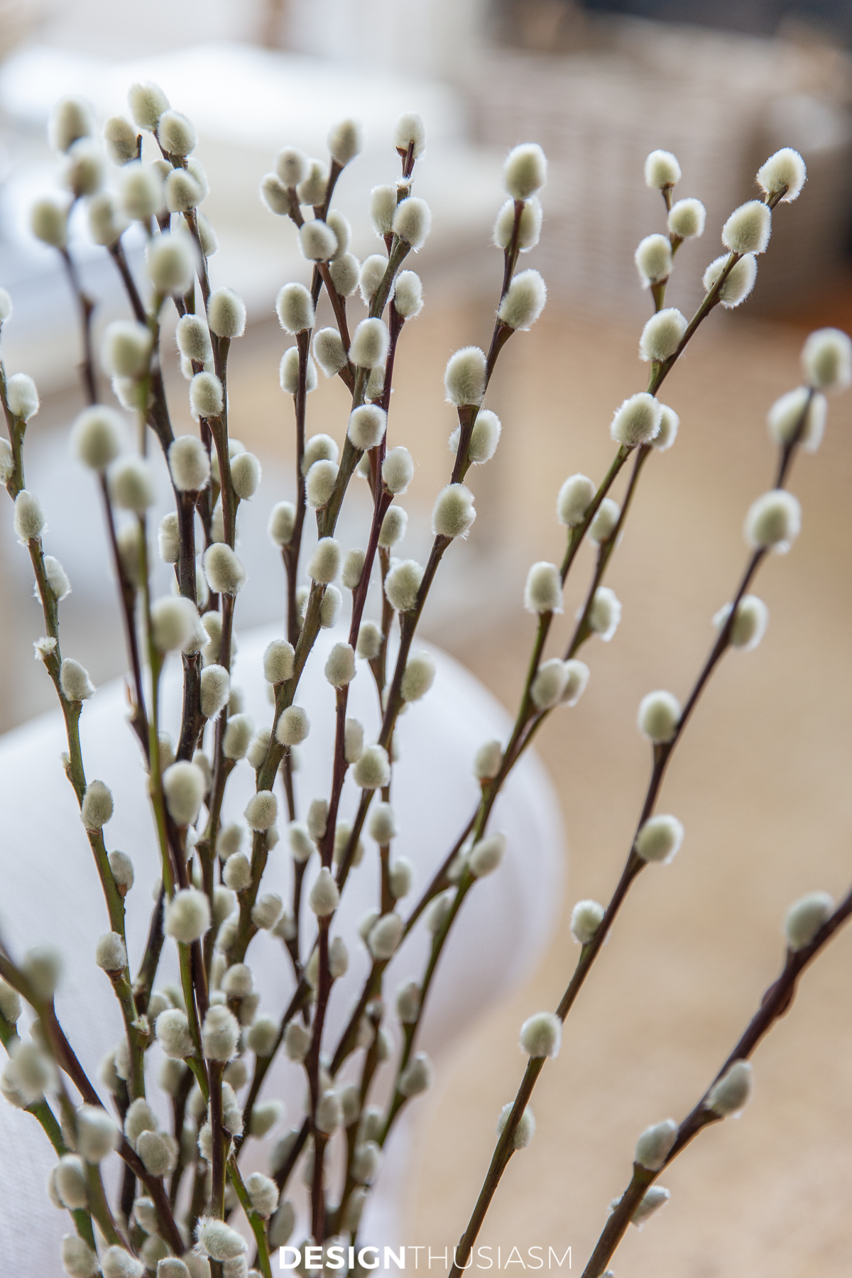 spring decor pussy willow branches