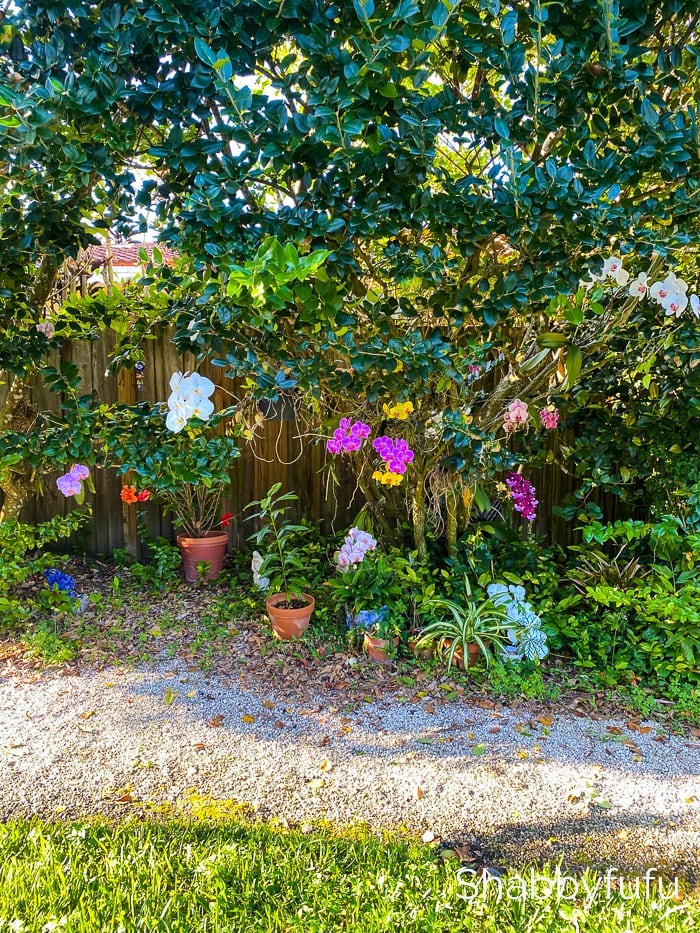 Shabbyfufu | How To Transplant Orchids Into Your Landscape
