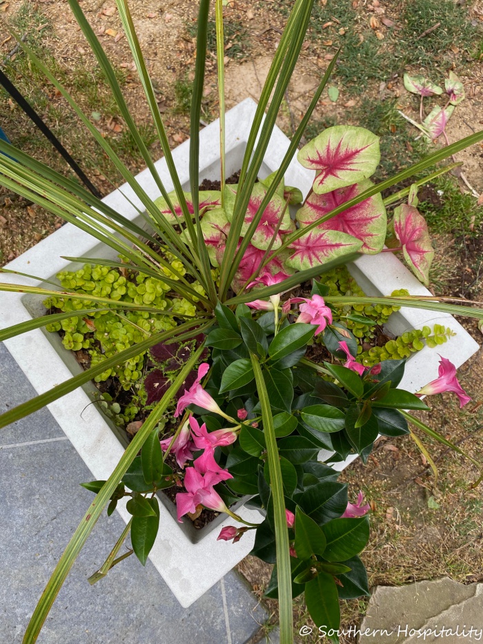 Patio Cleaning & Planting Summer FlowersSH