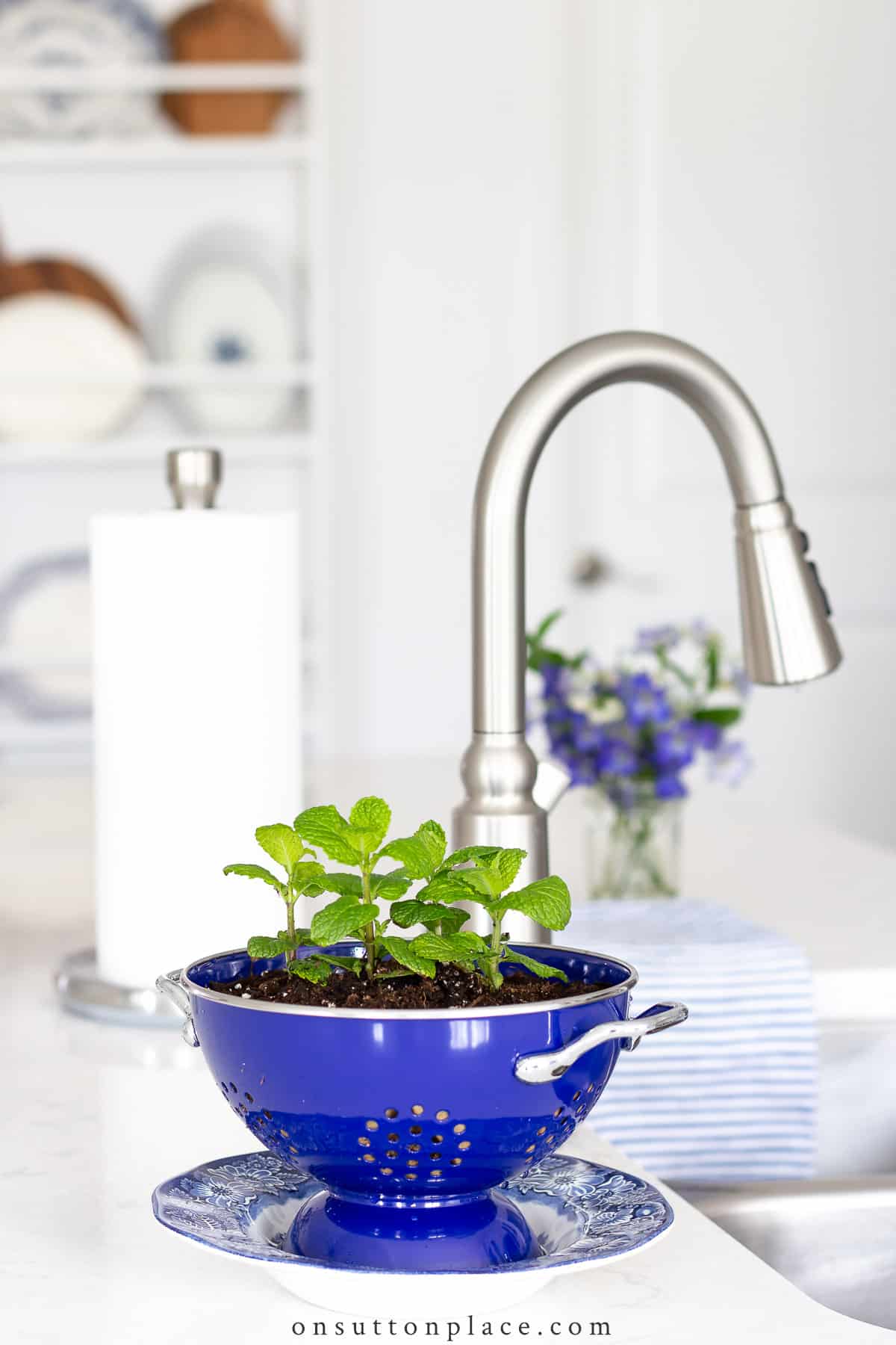 mint planted in blue colander attitude adjustment tip