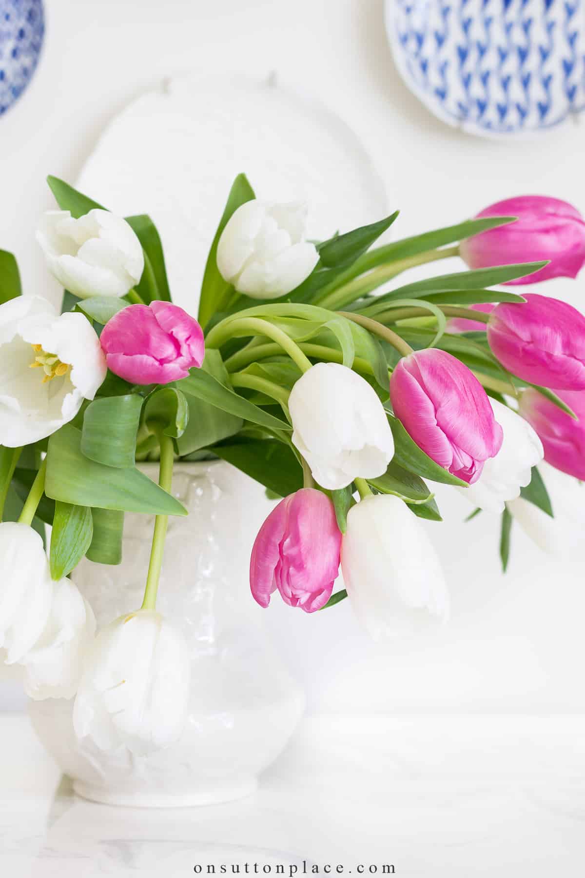 pink and white tulips drooping in pitcher 2023