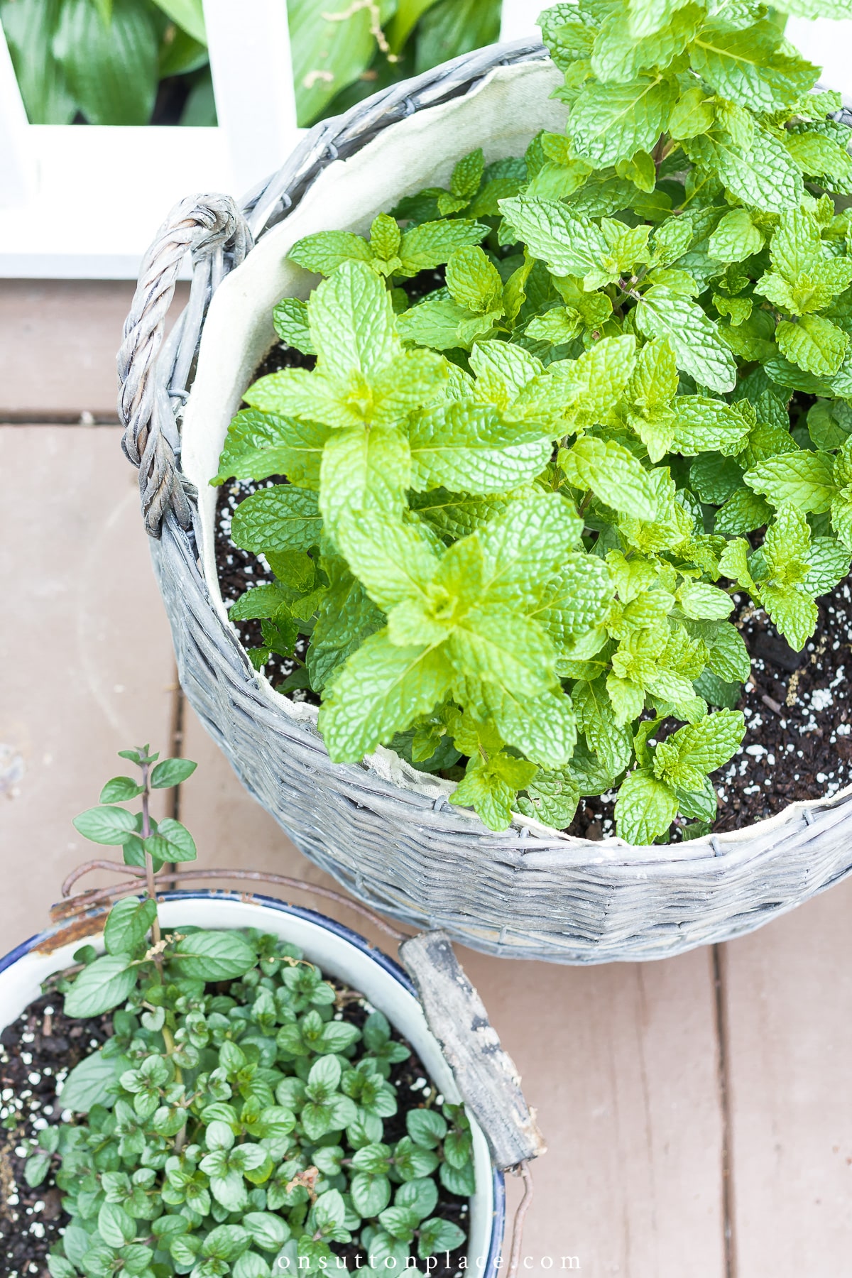mint in deck containers 2021