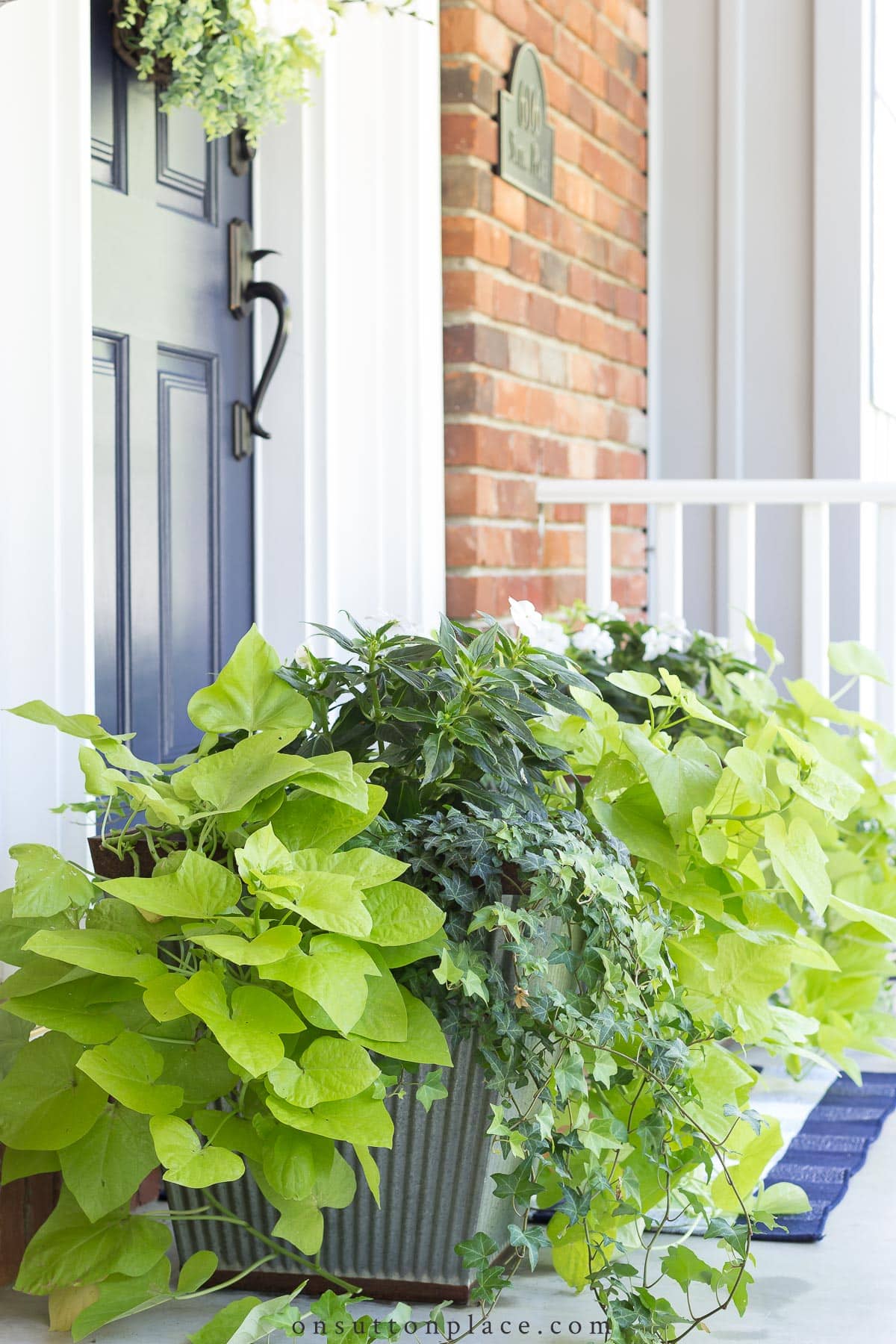 shade loving plants ivy impatiens sweet potato vine