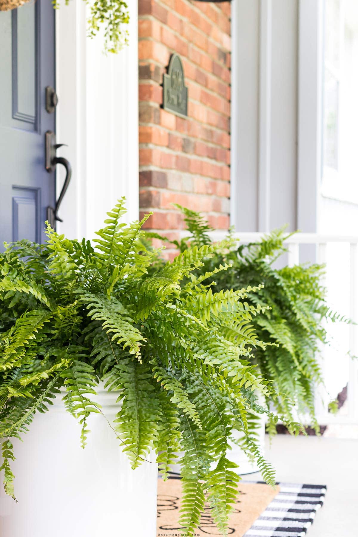 easiest front porch planters ferns