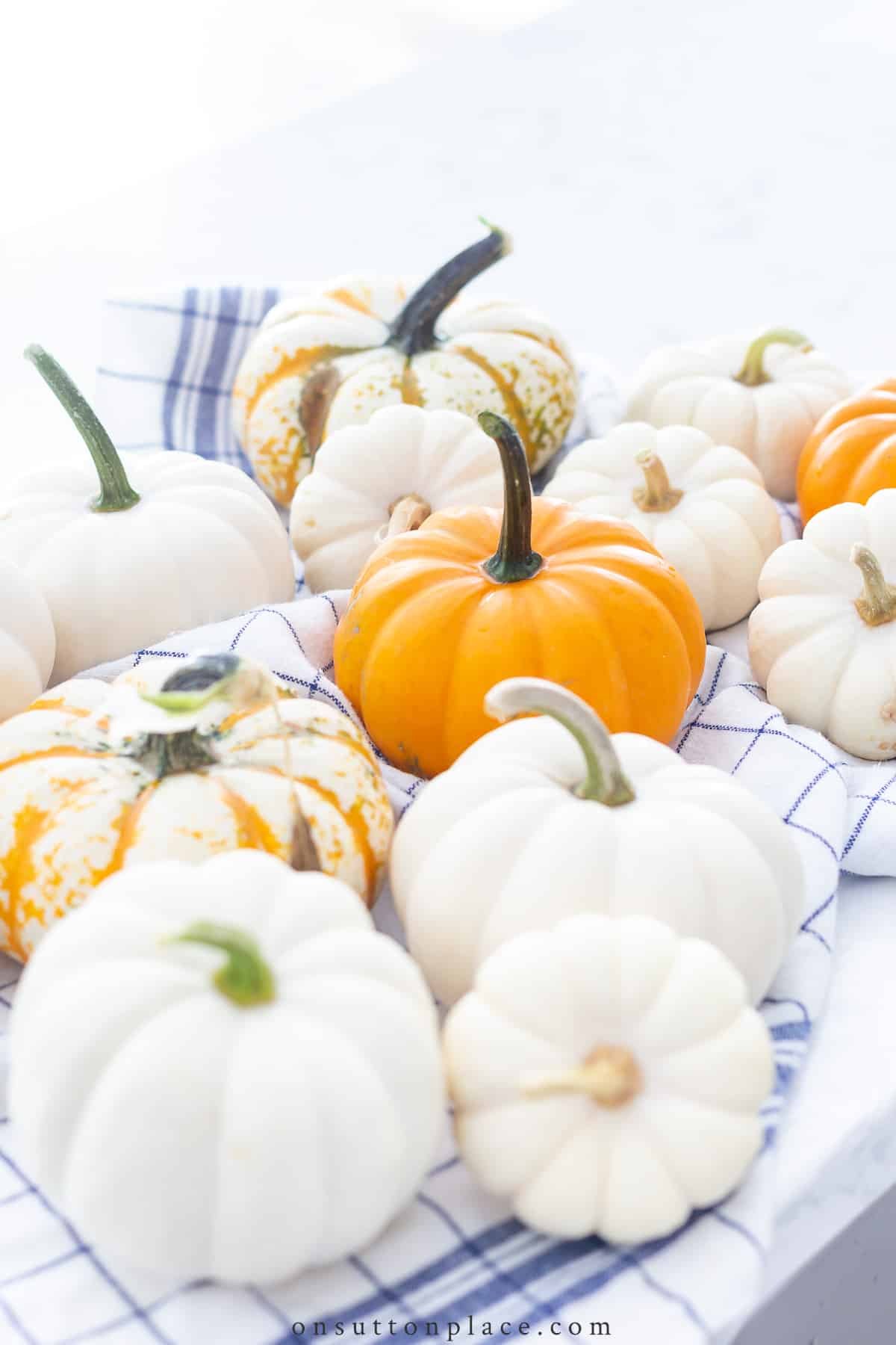 how to preserve pumpkins with bleach