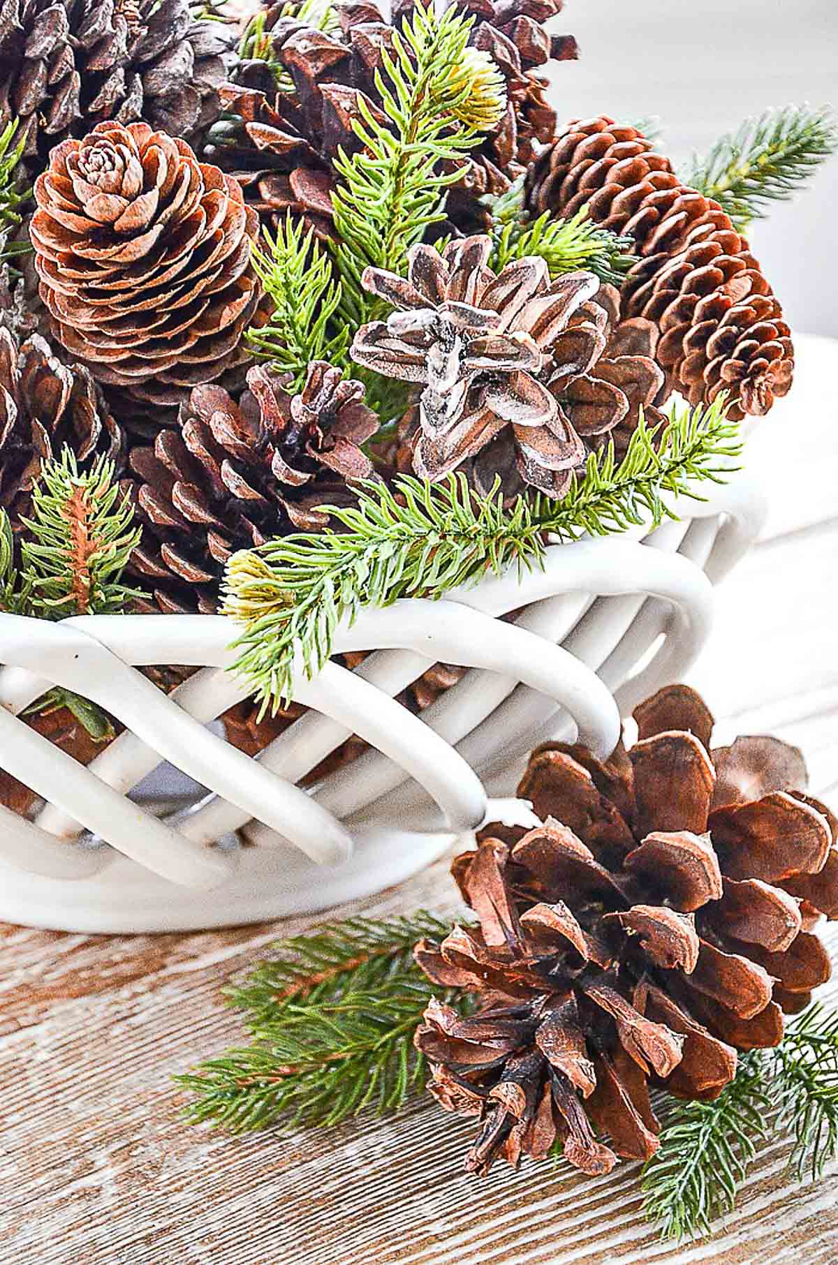 HSS NOV-PINECONES