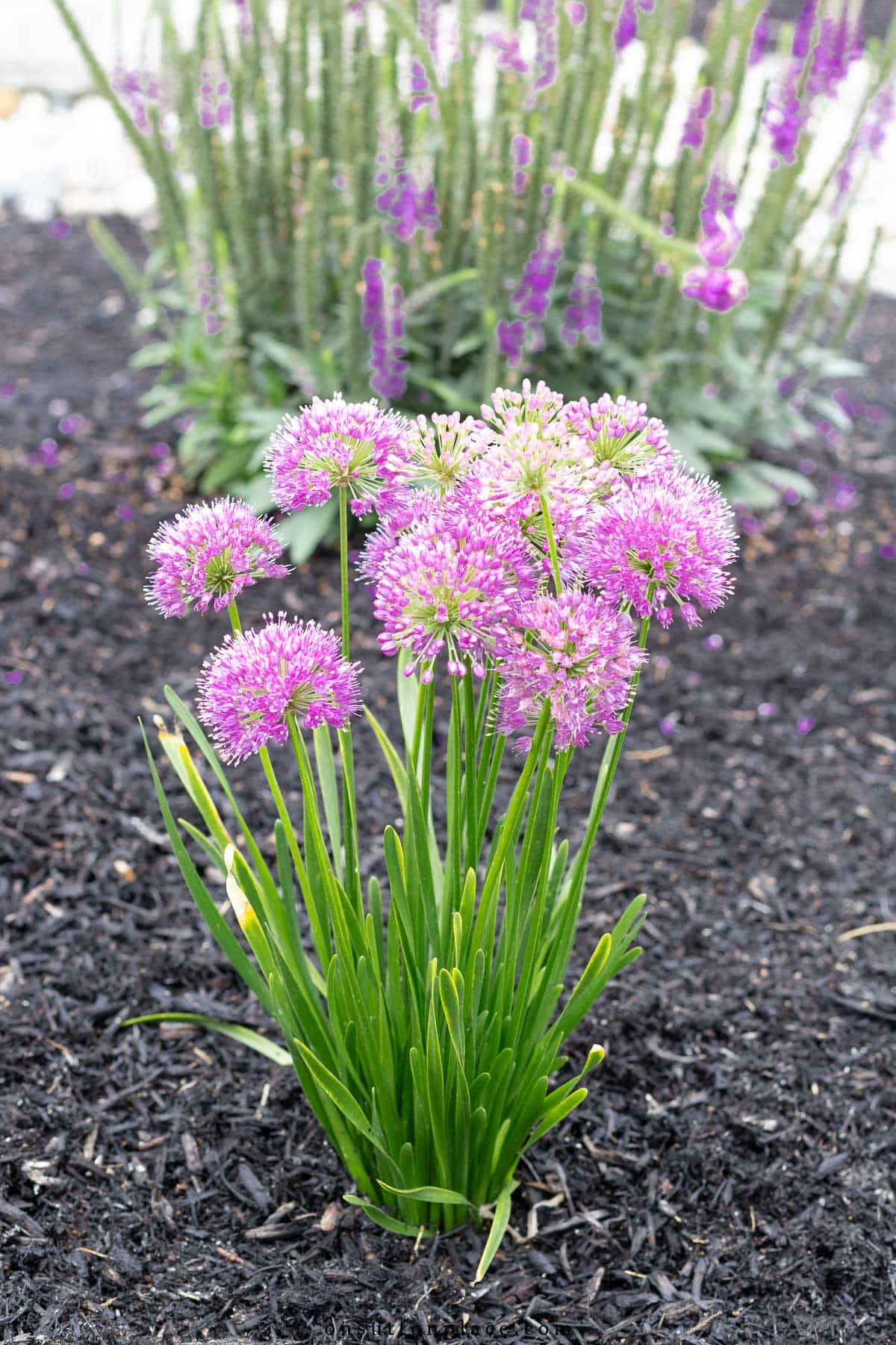 growing allium in your garden