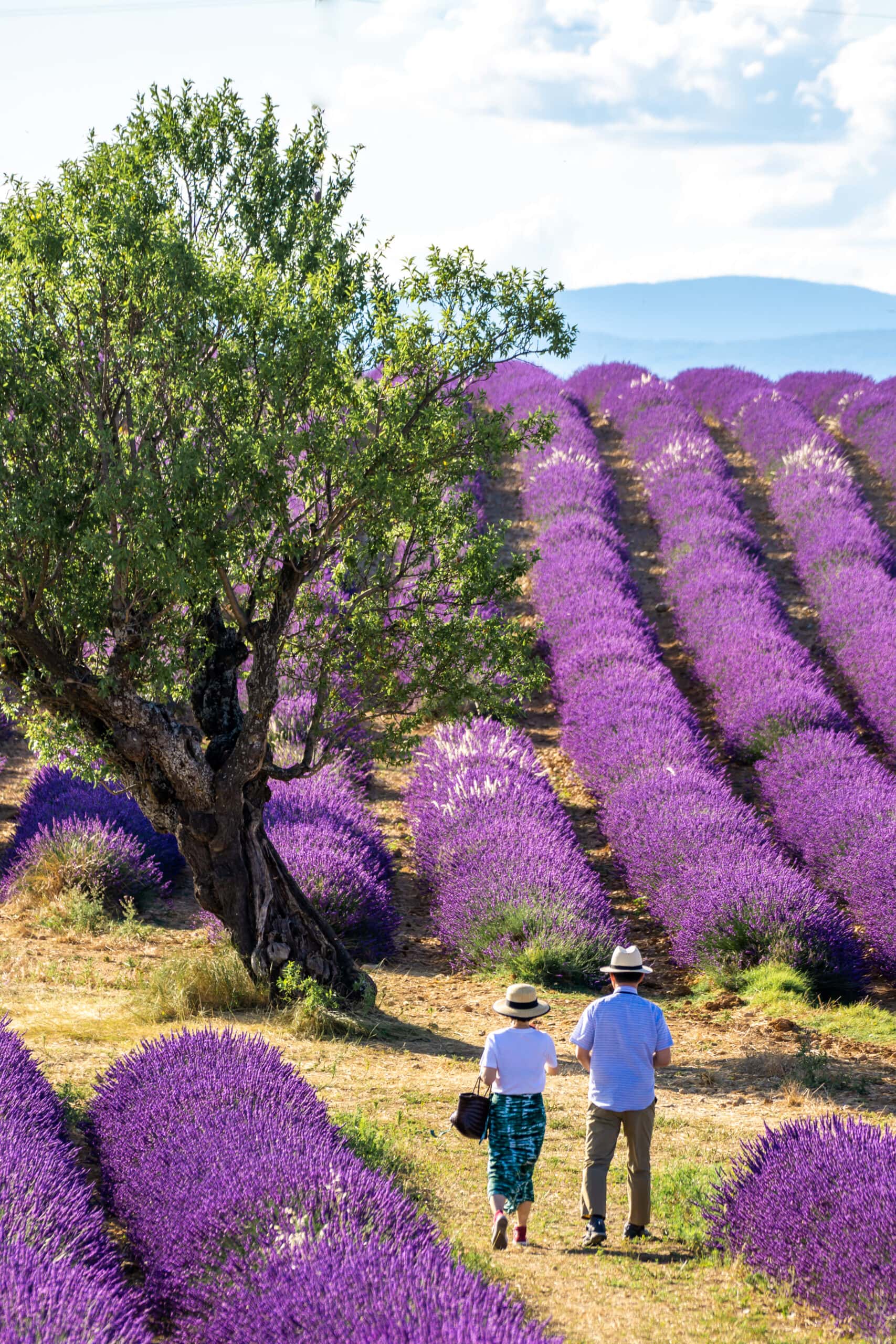 French-lavender