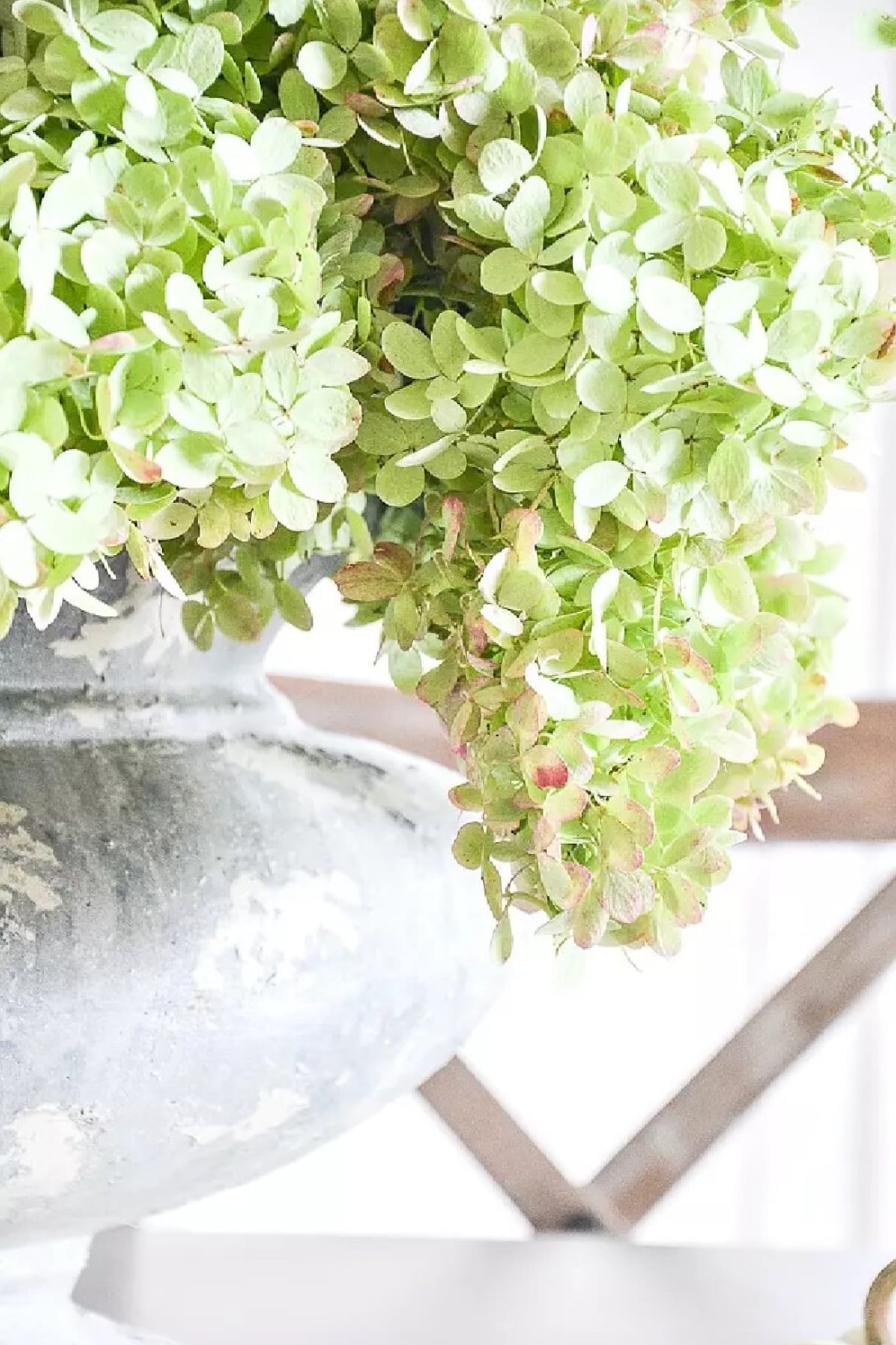 Drying Hydrangeas, StoneGable