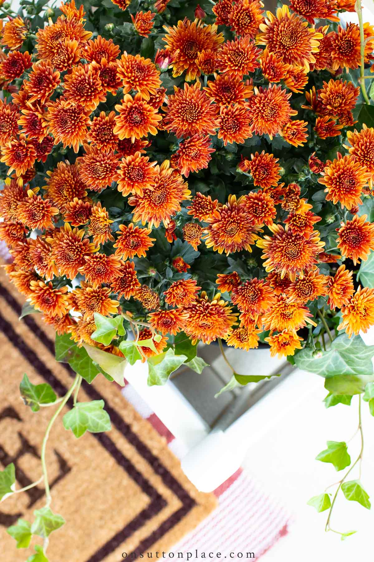 fall planter ideas hss