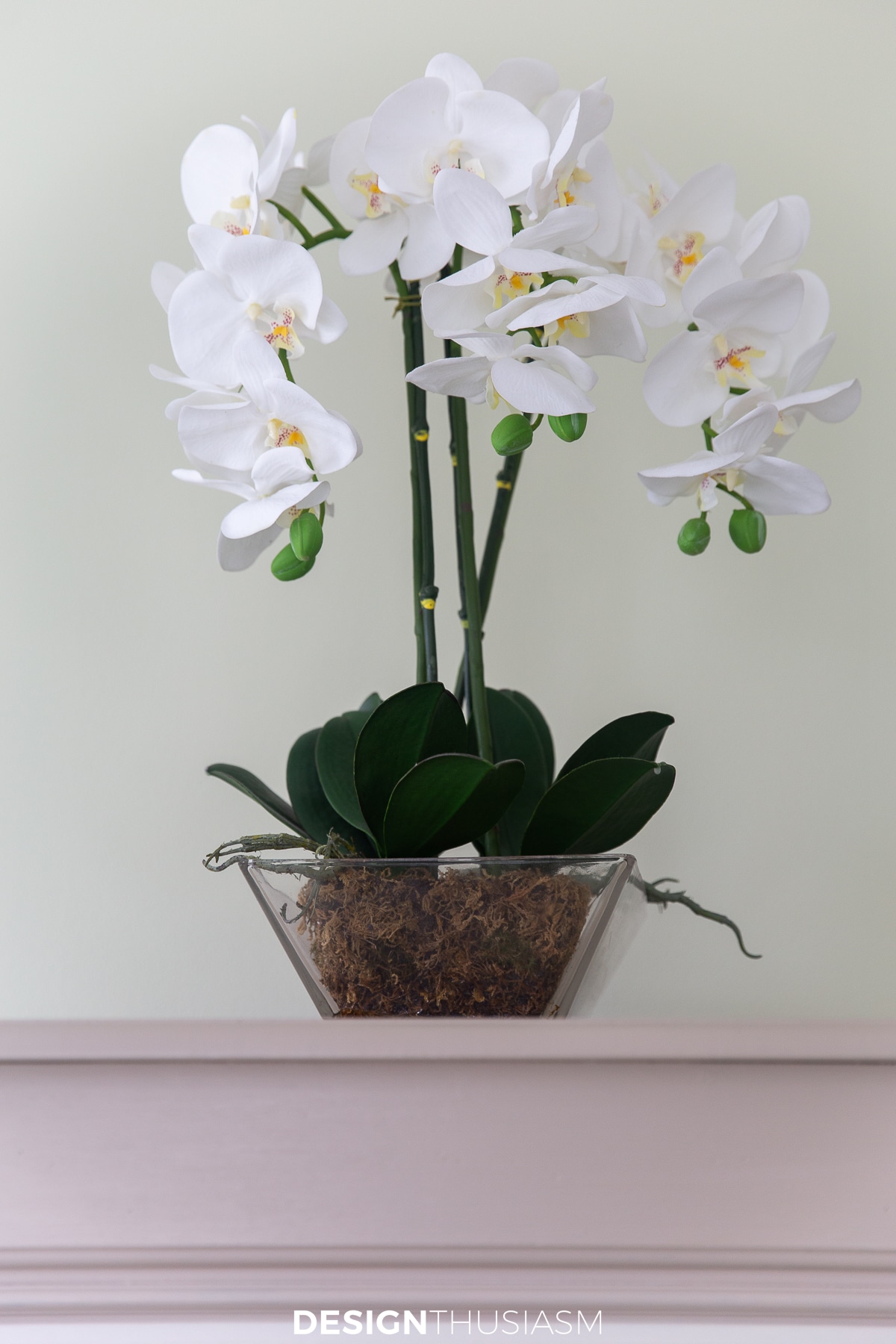 orchid on a tall chest