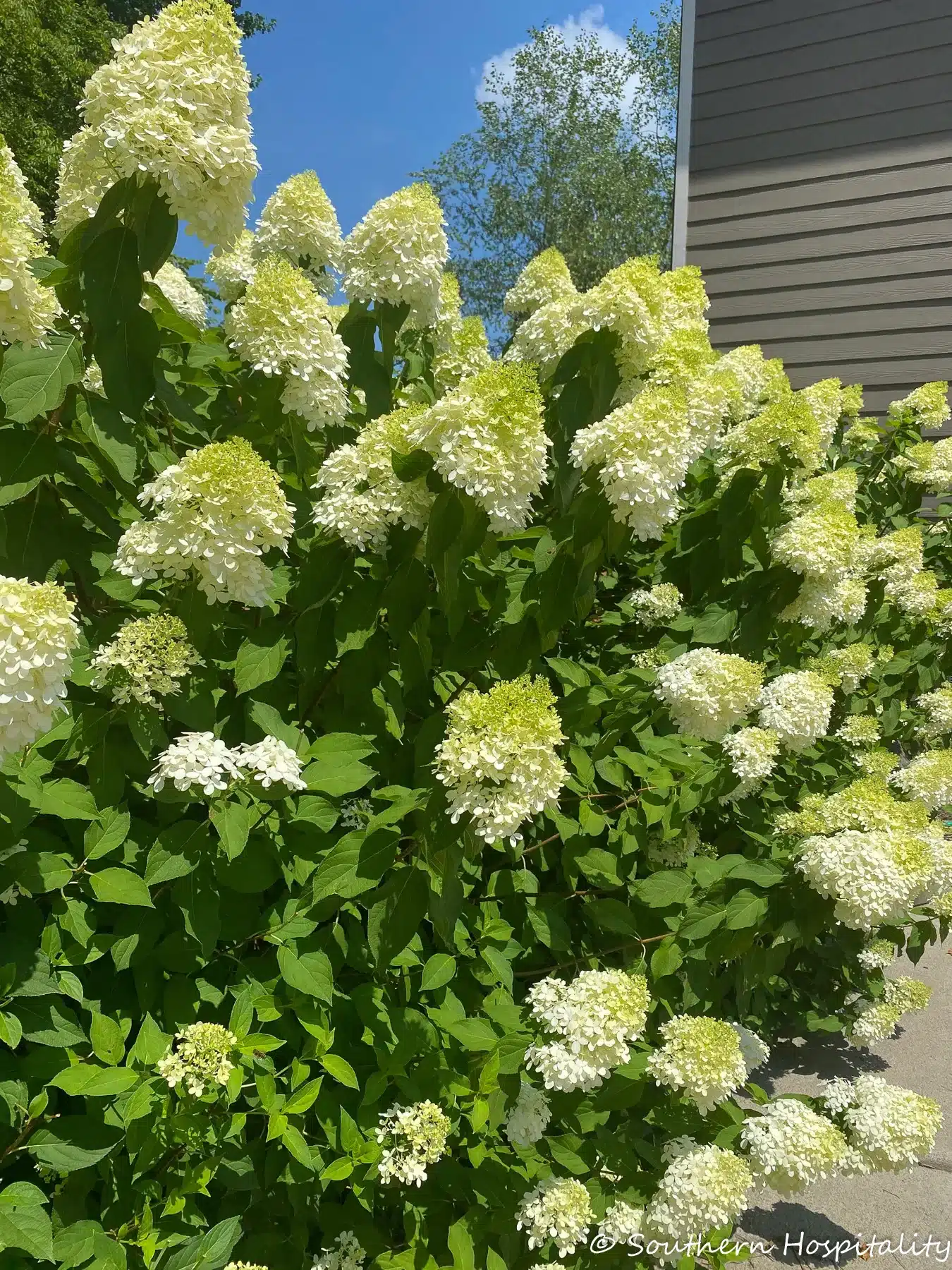 Growing Limelight Hydrangeas