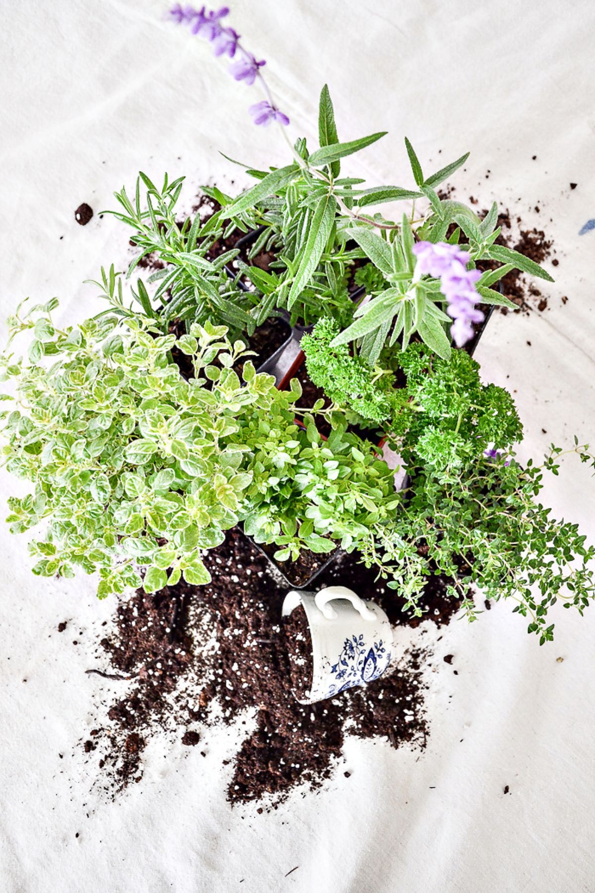HSS #446- Herb Gardening