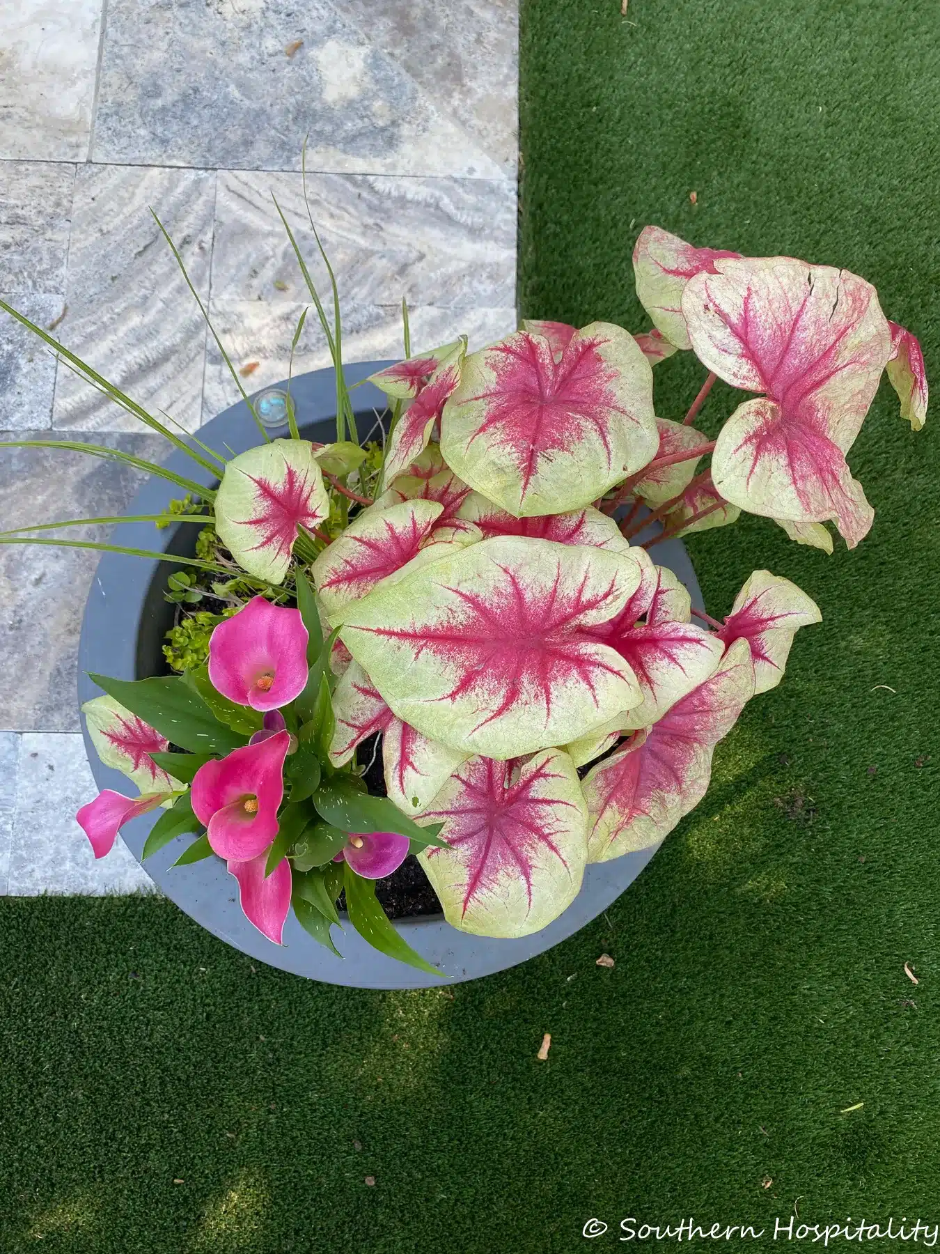 planting-summer-annuals-in-planters-3072
