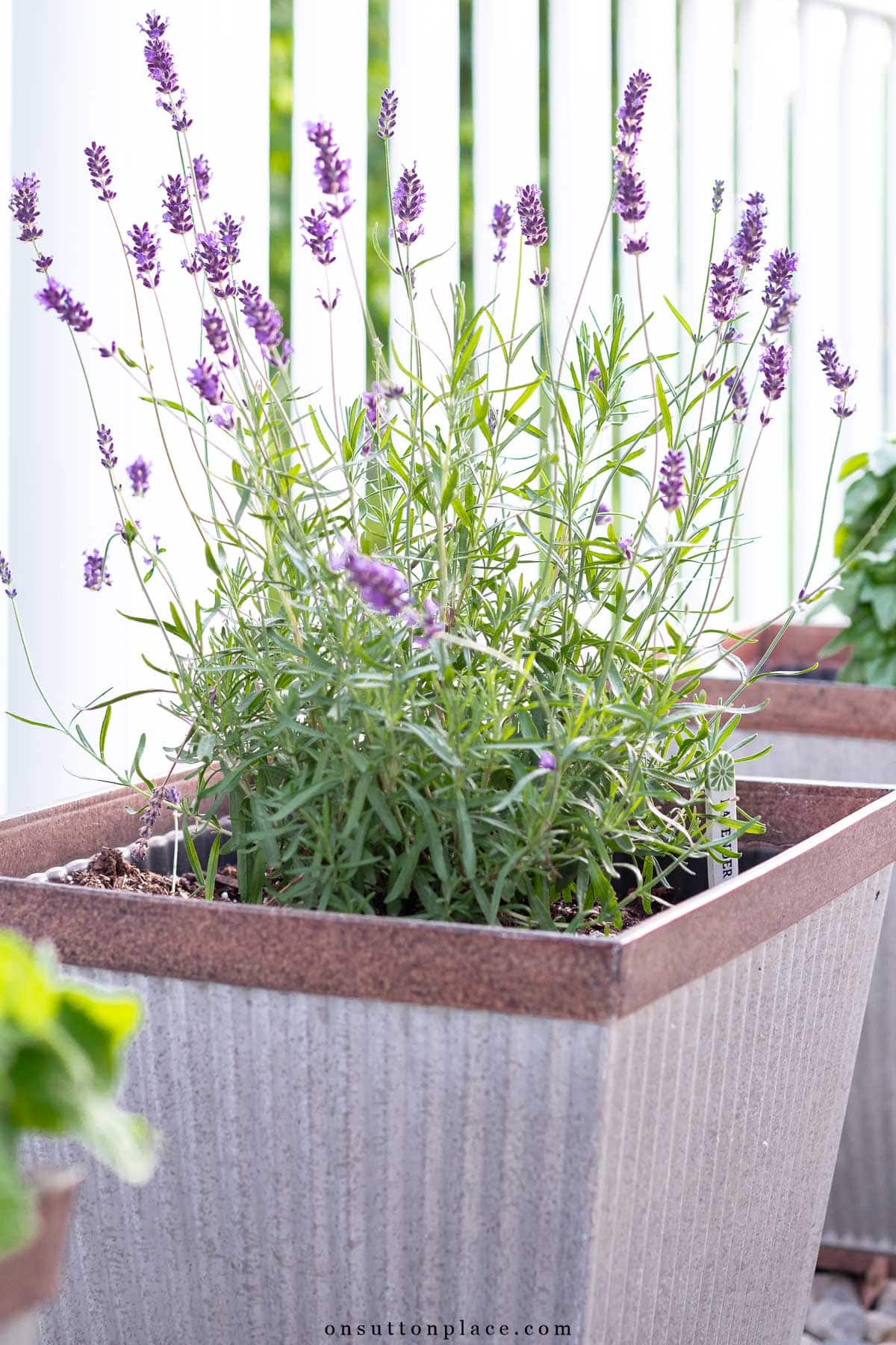 small patio container garden lavender with garden marker