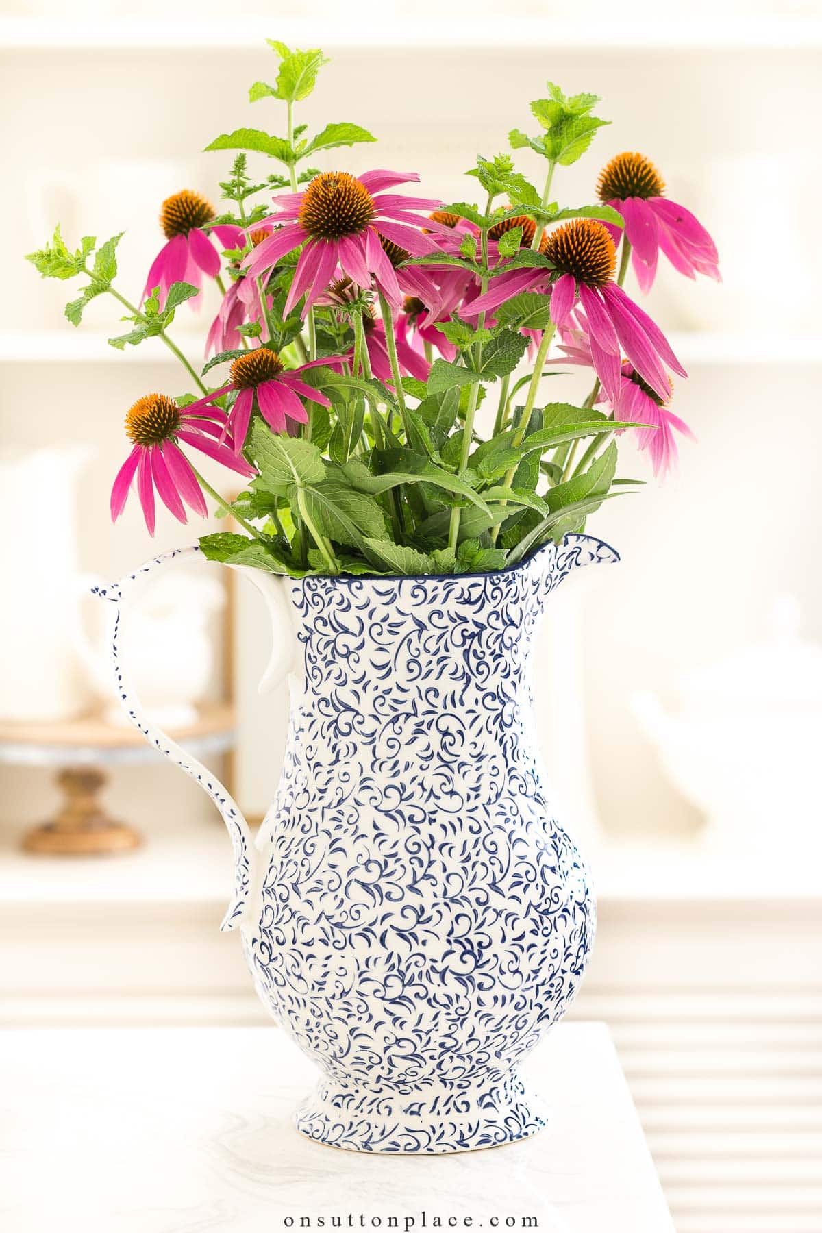 best perennials coneflower in pitcher