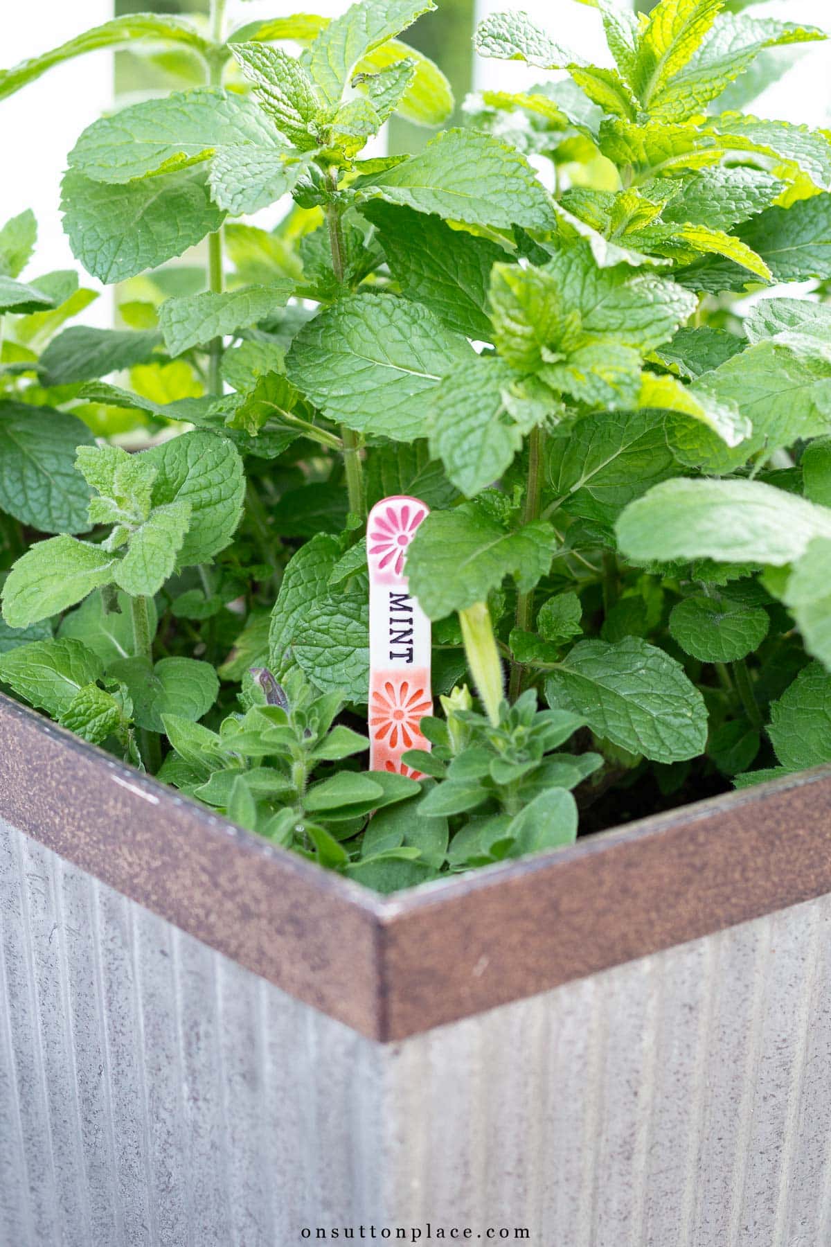 patio container garden mint with garden marker