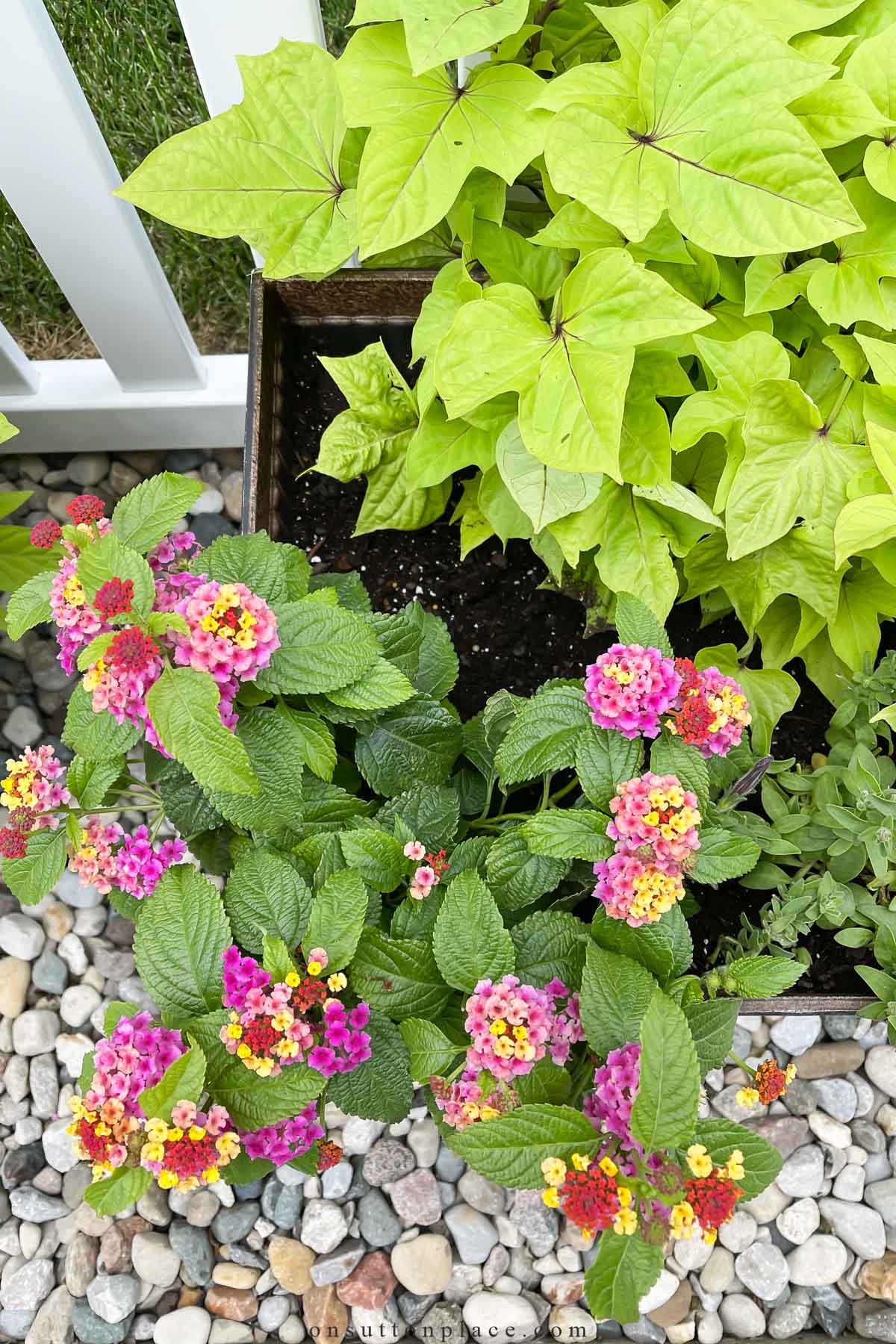 tips for a simpler garden lantana in planter