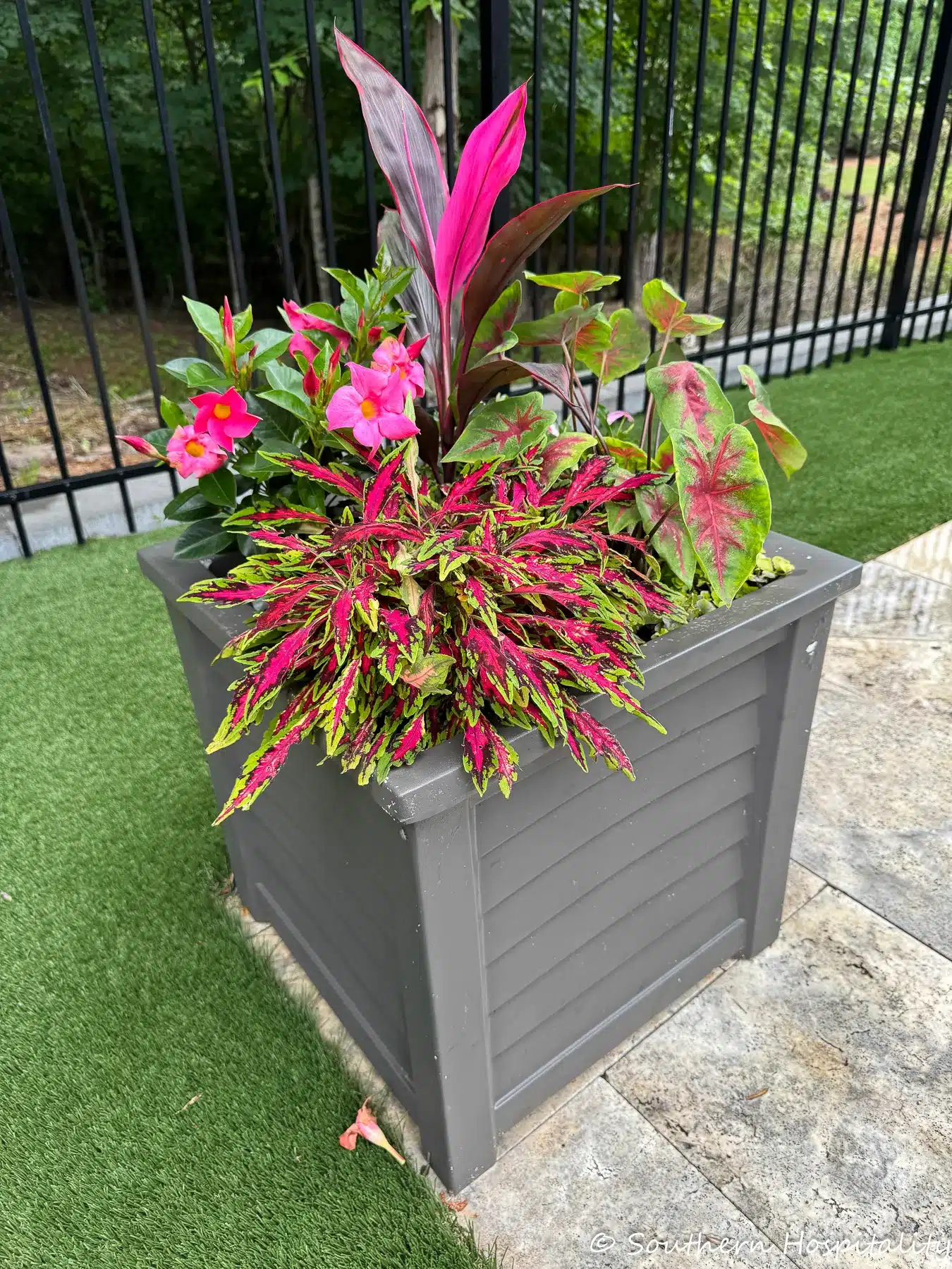 Easy Care Summer Planters