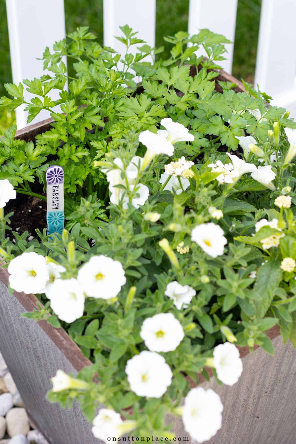 parsley planted in container with petunias